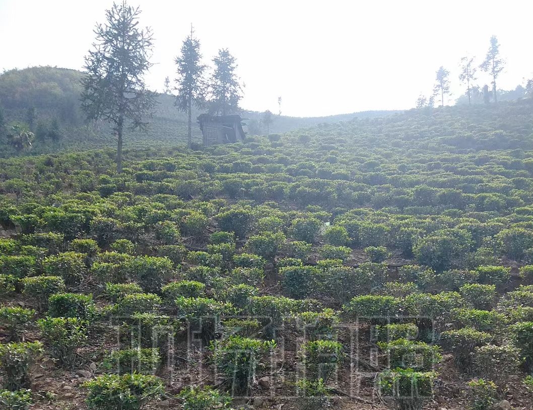 蒲坑茶产地与制作